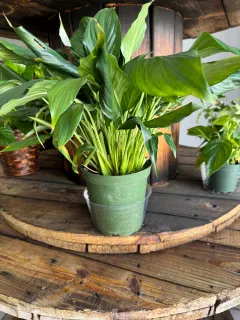 4" Plant